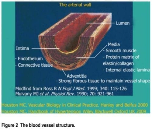 Blood Vessel Structure