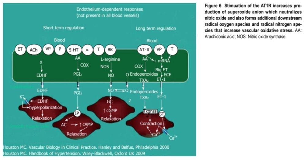 Endothelium-Dependent Responses