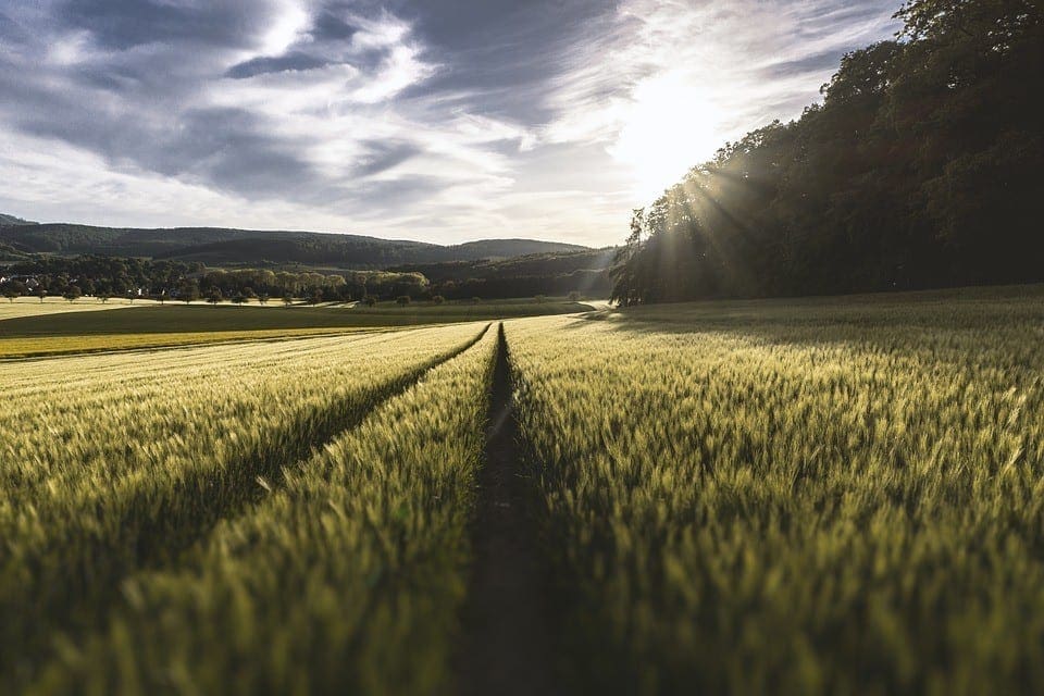 Genetically Modified (GM) Food Nation: The History