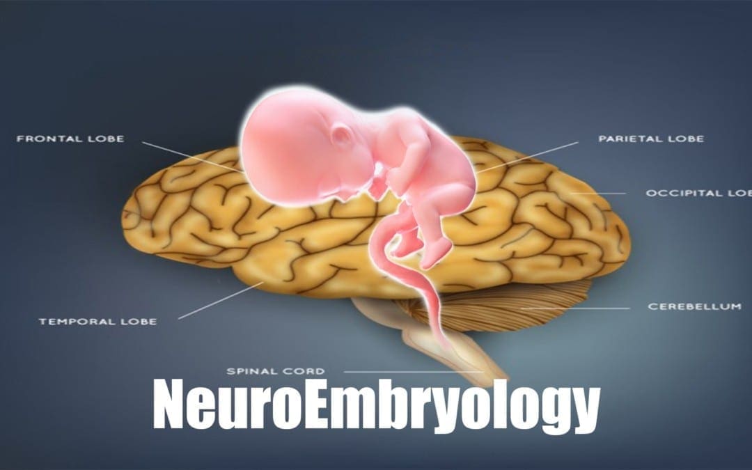 NEUROEMBRYOLOGY | El Paso, TX.