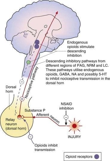Endogenous Opioids Diagram 4 | El Paso, TX Chiropractor