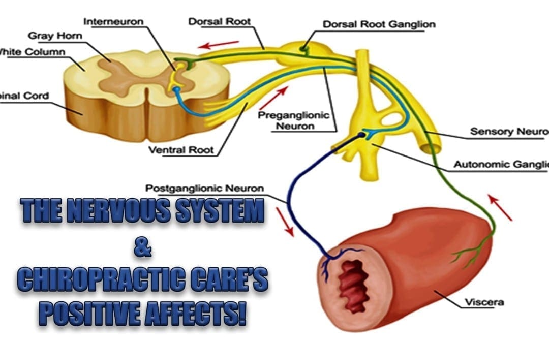 The Nervous System And Chiropractic’s Positive Affects