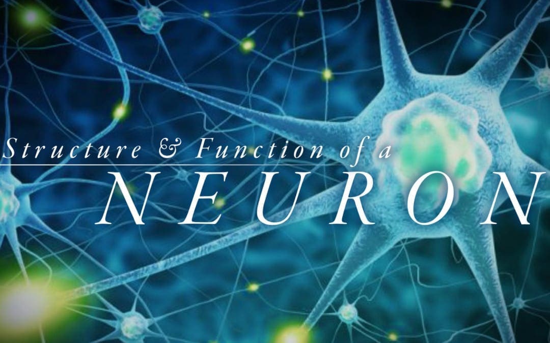 Understanding the Structure and Function of a Neuron
