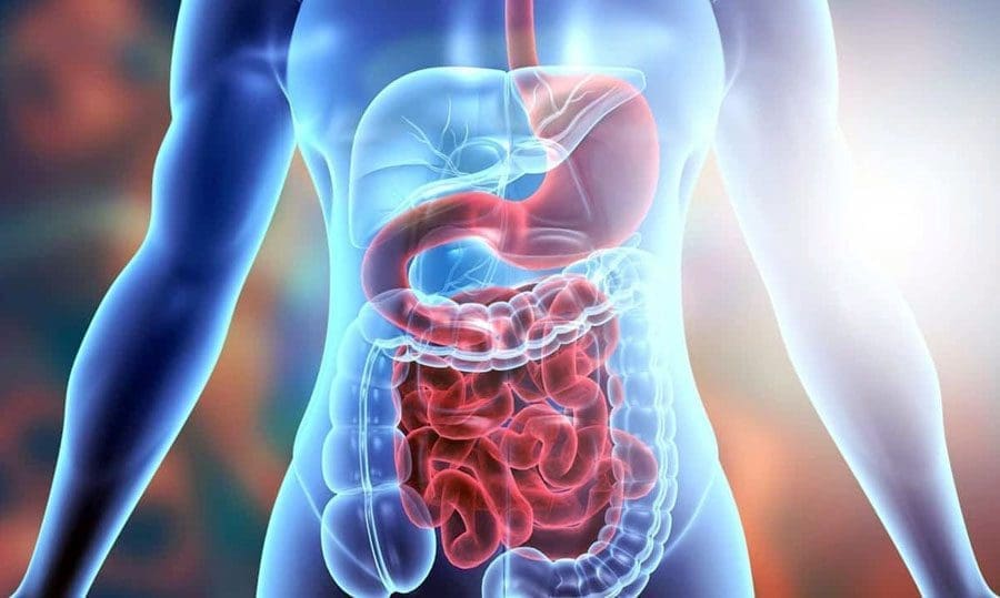 Gut Health Enhances Recovery for Musculoskeletal Issues