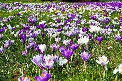 6 Spring Fever Symptoms to Look For