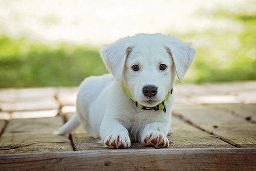 Pets Protect Kids From Allergies & Obesity