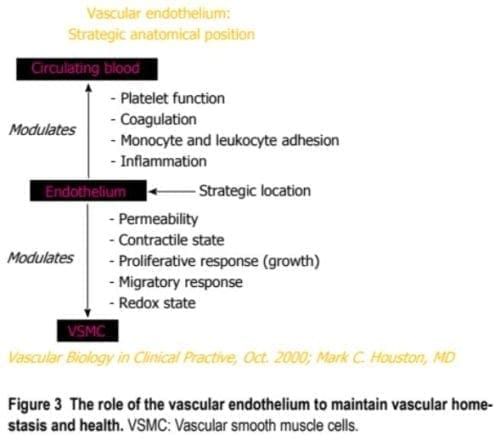 Vascular Endothelium