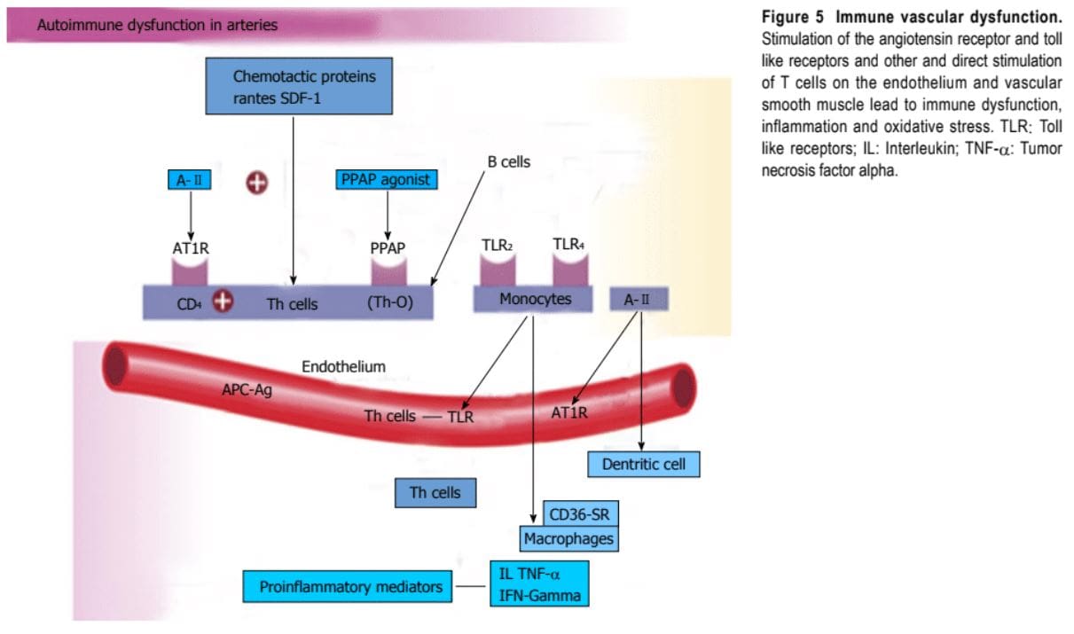 Autoimmune Vascular Dysfunction