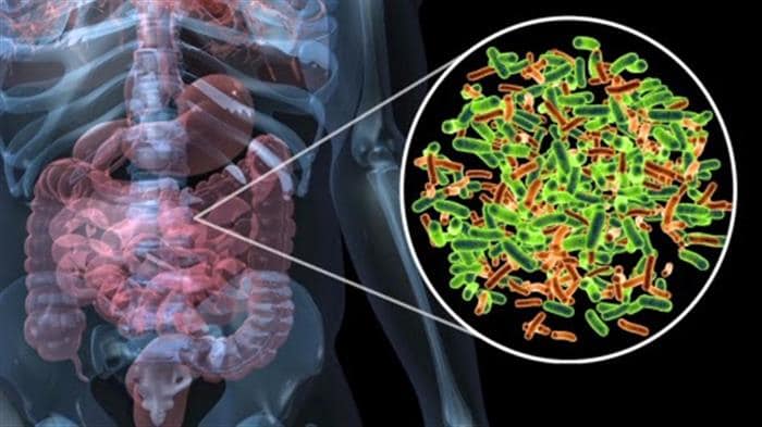 Research Studies on SIBO in Irritable Bowel Syndrome