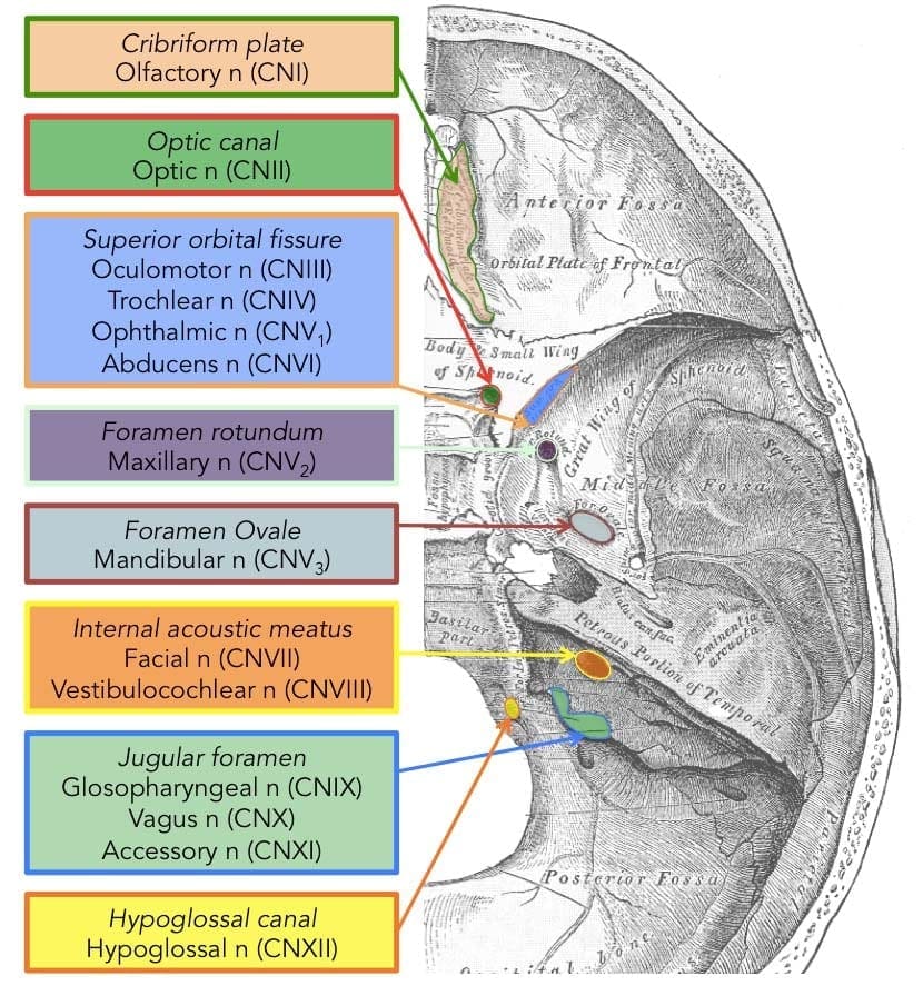 Cranial Nerves Diagram 2 | El Paso, TX Chiropractor