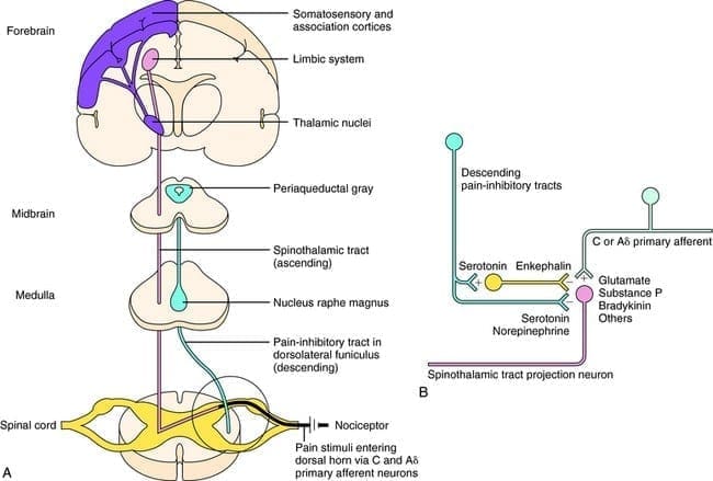 Ascending and Descending Pain Suppression Mechanism Diagram 2 | El Paso, TX Chiropractor