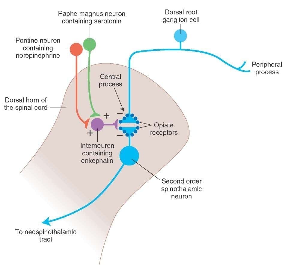 Ascending and Descending Pain Suppression Mechanism Diagram 3 | El Paso, TX Chiropractor