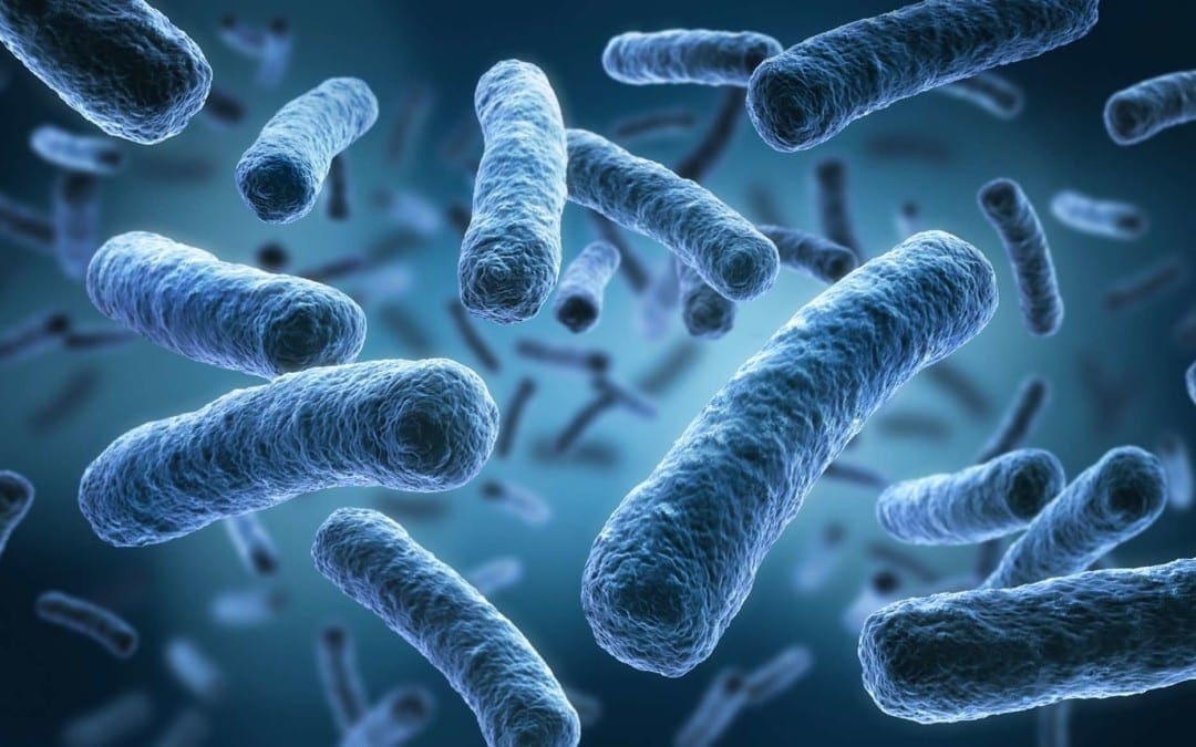 Functional Neurology: The Brain and the Gut Microbiome Connection