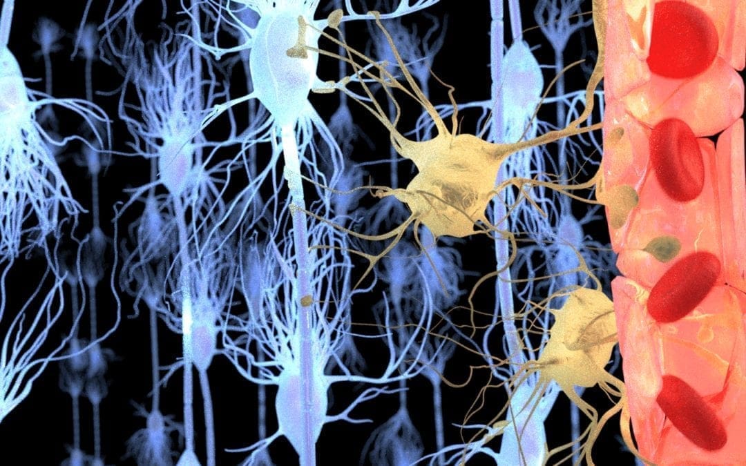 Functional Neurology: What is the Role of the Blood-Brain Barrier?