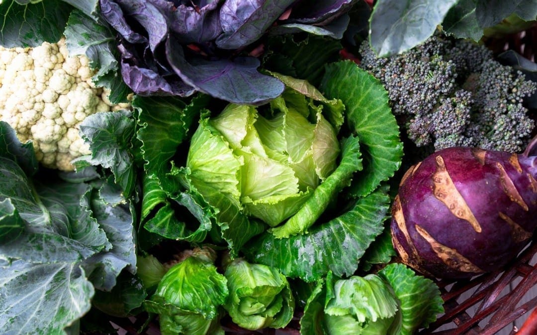 Good Foods to Help Promote Longevity